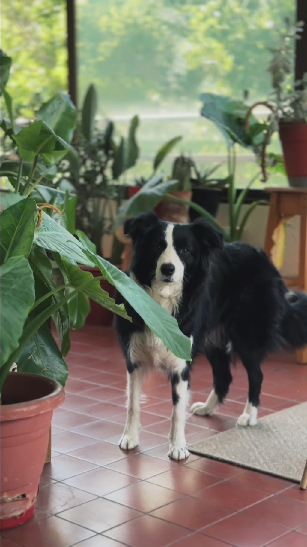 Ow-Pet (Dispensador Inteligente de Agua y Alimento para Mascotas)