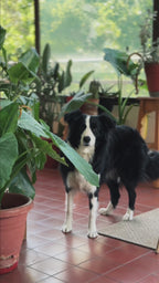 Ow-Pet (Dispensador Inteligente de Agua y Alimento para Mascotas)