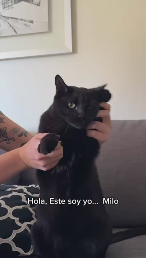 OWPET MILO GATO NEGRO